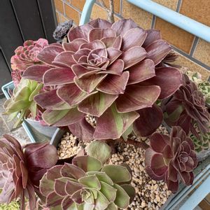 花月夜,no green no life,多肉のある暮らし,アエオ大好き！,京都タニラーの画像