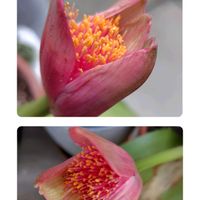 マユハケオモト,アポロンゴールド,花のある暮らし,秋の気配,バラと夢CLUBの画像