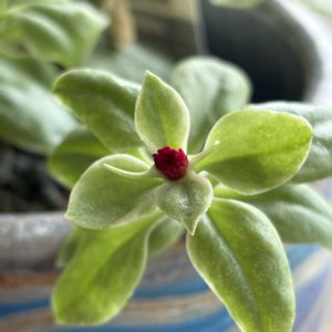 ベビーサンローズ,ベビー サンローズ,観葉植物,ダイソー産の画像