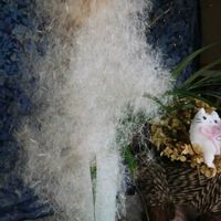 野菊,ノブドウ,ガマの穂,ガマの穂,ガマの穂の画像