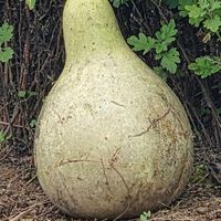 ハヤトウリの画像