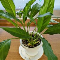スパティフィラムの画像