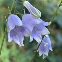 ツリガネニンジン,山野草の画像