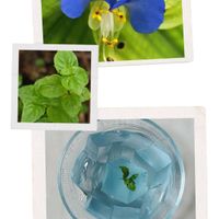 ハーブ,野の花,ブルーが好き,往く夏を惜しむ,素敵COLORの画像
