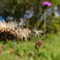 アザミ,アオモリアザミ,山野草,野草の画像