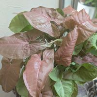 シンゴニウム,シンゴニウム ネオン,観葉植物,熱帯植物,植物のある暮らしの画像