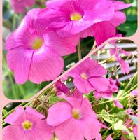 オクラ,オリズルラン,ピーマン,大葉,カタバミの画像