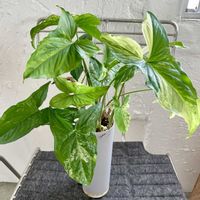 シンゴニウム,シンゴニウム・フレンチマーブル,観葉植物,再生,キキ　シンゴニウムの画像