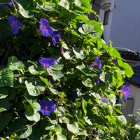 ノアサガオ,琉球あさがお,琉球あさがお,買い物途中,花に癒されての画像