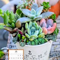ハートカズラ,多肉植物 寄せ植え,ありがとう,繋がりに感謝✨,ほったらかしガーデニングの画像