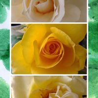 オシロイバナ,ローズマリー,薔薇,植物のある暮らし,お花大好き✨の画像