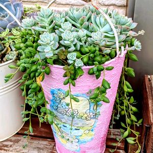 プロリフェラ,ピーチネックレス,リメ缶,可愛い,多肉植物のある暮らしの画像