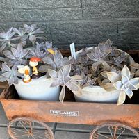 ホヤ・カルノーサ,朧月,だるま秀麗,多肉植物,毎月2日はスヌーピーの日の画像