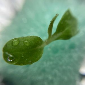 レタス,水耕栽培,家庭菜園の画像
