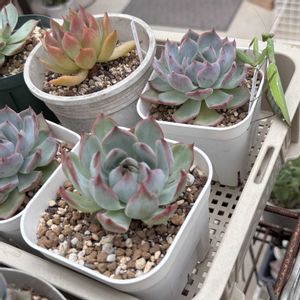 多肉植物,紅葉する多肉,カマキリ,多肉植物のある暮らし,多肉ゴトの画像