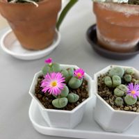 コノフィツム,コノフィツム オペラローズ,コノフィツム ルゴサ,秋偉,多肉植物の画像
