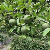 夏みかん,夏橙（なつだいだい）の画像