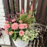 カレックス,ジニア,ジュズサンゴ　絣,セロシア　ビューティーシリーズ,花のある暮らしの画像