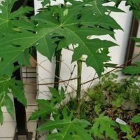 ゴーヤ,青パパイヤ,グリーンカーテン,鉢植え,地植えの画像