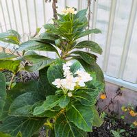 レモン,紫陽花,柑橘類,GS映え,家庭菜園の画像