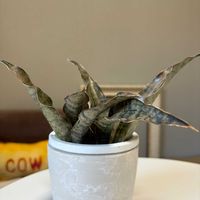 サンスベリア,ウスネオイデス,エアプランツ,観葉植物,成長記録の画像