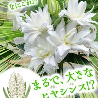 ユリ,球根植物,カネコ種苗の画像
