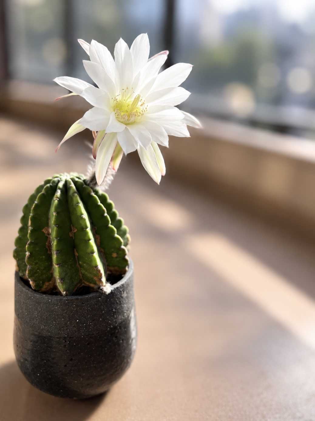 綺麗な花を咲かすサボテンの種類について紹介!｜🍀GreenSnap（グリーン