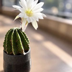 サボテン,観葉植物,サボテンの花,インテリアグリーン,じるのサボテンの画像