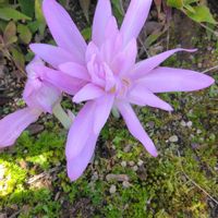 ハナキリン,ミズヒキ,八重咲きコルチカム,我が家の庭,綺麗の画像