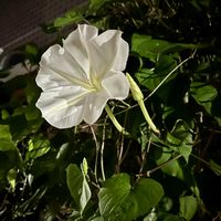 ヨルガオ,山野草,白い花,ご近所,花のある暮らしの画像