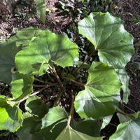 ツワブキ,庭の画像