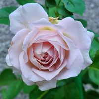 バラ,万葉,バラ　癌腫,タフタ　バラ,バラ 鉢植えの画像