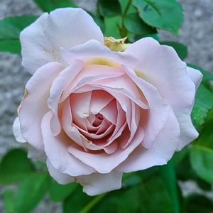 バラ,万葉,バラ　癌腫,タフタ　バラ,バラ 鉢植えの画像