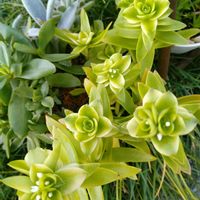 火祭り,多肉植物,多肉寄せ植え,お庭の植物,葉挿しっ子の画像