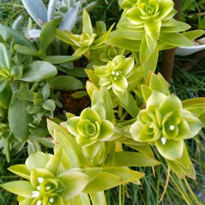 火祭り,多肉植物,多肉寄せ植え,お庭の植物,葉挿しっ子の画像