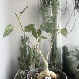 フィカス ペティオラリス,剪定の画像