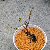 ブドウ,ブドウの画像