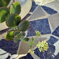クリスマスローズ,花のある暮らし,緑のある暮らし,越中 ミセバヤ,金曜日の蕾たちの画像