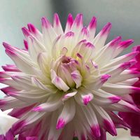 切り花,感謝,花のある暮らし,いつまでも,き　れ　い❤の画像