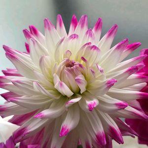 切り花,感謝,花のある暮らし,いつまでも,き　れ　い❤の画像