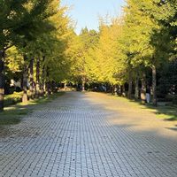 ムラサキシキブ,ミューズパークの銀杏並木,オオカツコウアザミ,イチョウ並木,外出先の画像