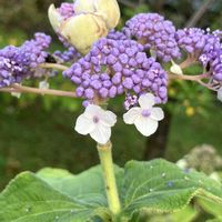 ヒマワリ,ビオラ,十月桜,タマアジサイ,里芋の画像