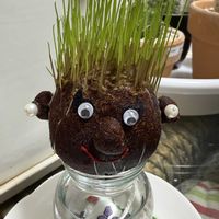 猫のヒゲ,芝,水栽培,おでかけ先,室内管理の画像