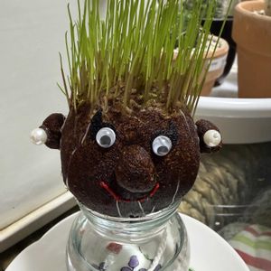 猫のヒゲ,芝,水栽培,おでかけ先,室内管理の画像