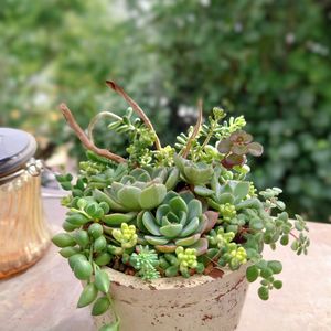 ララ,多肉植物,育てやすい多肉植物,多肉植物寄せ植え,多肉棚の画像