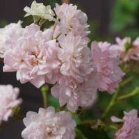 バラ,薔薇,バラ、薔薇、ばら,オブジェ,ピンクの花の画像
