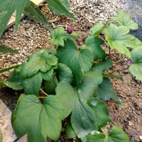 多肉,エケベリア,シュウメイギク（秋明菊）の画像