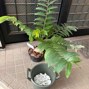 フィランサス ミラビリス,植え替え,塊根植物,ベランダ多肉,狭いベランダの画像