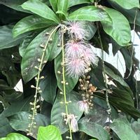 サガリバナ,年パス,新宿御苑,ピンクの花,熱帯植物の画像