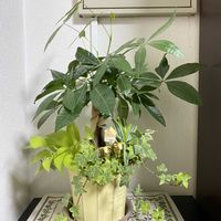 パキラ,ポトス,アイビー,ドラセナコンパクタ,観葉植物の画像